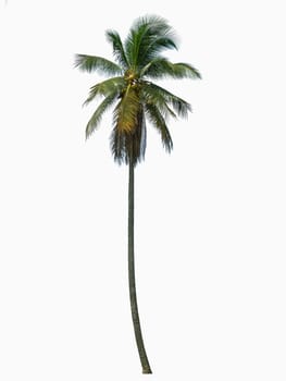 One coconut tree isolated on white background.