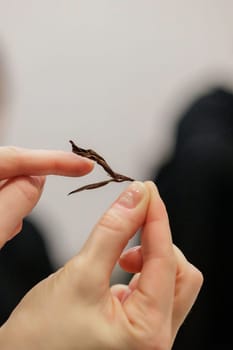 A closeup of a human hand delicately holding a unique, intriguing brown artifact set against a blurred background