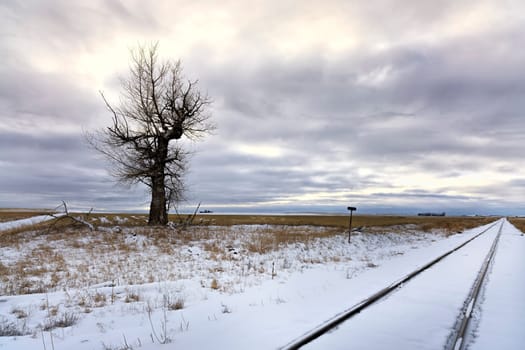 Train tracks run by a barren tree in a snowy field near Davenport, Washington.