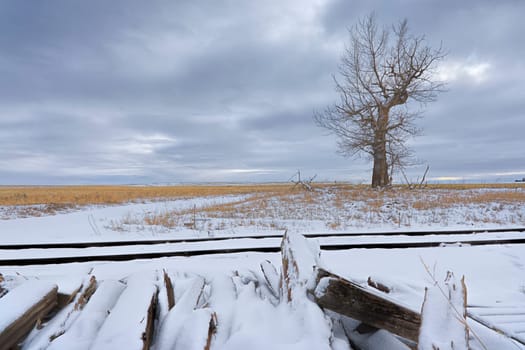 Train tracks run by a barren tree in a snowy field near Davenport, Washington.
