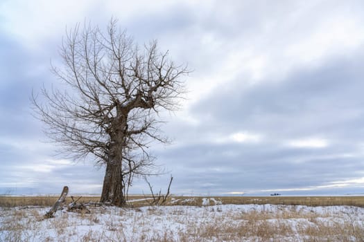 A barren tree in a snowy field stands under a cloudy sky near Davenport, Washington.