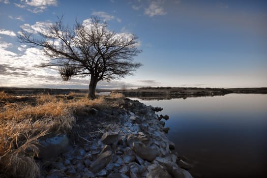 A scenic image of a barren tree by the water at Scooteny Reservoir near Othello, Washington.