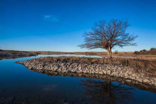 A scenic image of a barren tree by the water at Scooteny Reservoir near Othello, Washington.