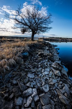 A scenic image of a barren tree by the water at Scooteny Reservoir near Othello, Washington.