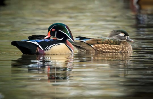 A wood duck couple swims together in the small pond at Cannon Hill Park in Spokane, Washington.