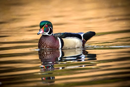 A male wood duck swims in the calm pond at Cannon Hill Park in Spokane, Washington.