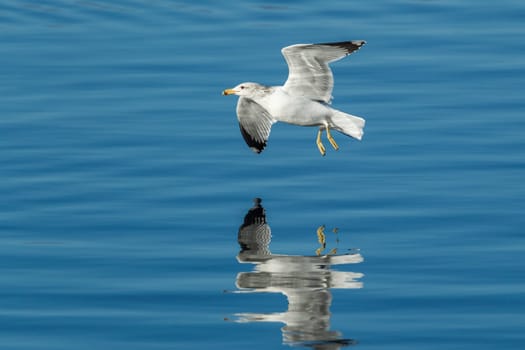 A seagull flies just above the calm blue water of Coeur d'Alene, Lake in Idaho.