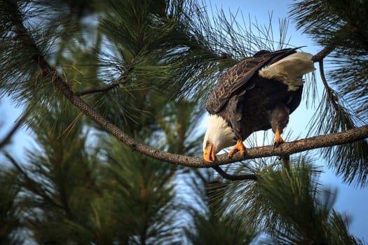 A majestic bald eagle rubs its beak on a tree branch near Coeur d'Alene, Idaho.