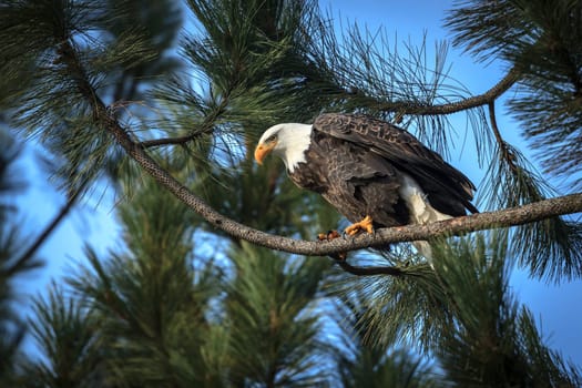 An American bald eagle  is perched on a branch near Coeur d'Alene, Idaho.