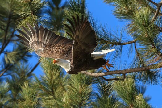 An American bald eagle flies off from a tree ins earch of food near Coeur d'Alene, Idaho.