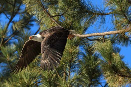 An American bald eagle flies off from a tree ins earch of food near Coeur d'Alene, Idaho.