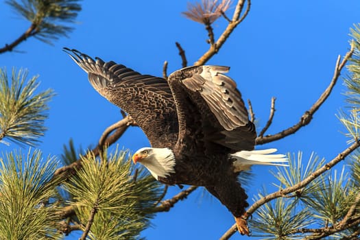 An American bald eagle flies off from a tree ins earch of food near Coeur d'Alene, Idaho.