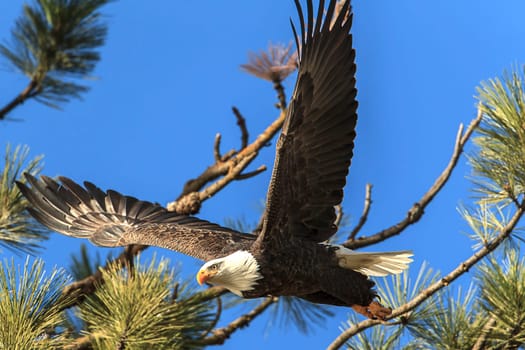 An American bald eagle flies off from a tree ins earch of food near Coeur d'Alene, Idaho.