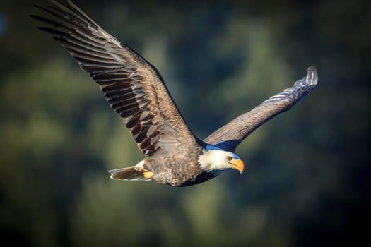 A majestic bald eagle is soaring up in the sky.