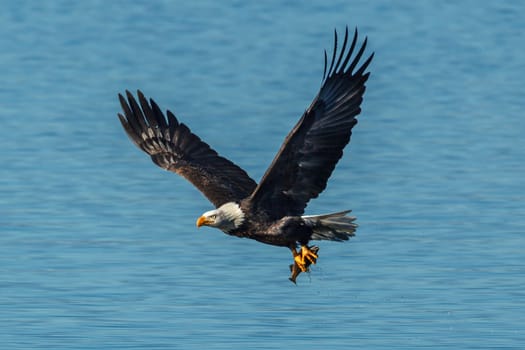 A bald eagle flies off with a fish in its talons above the calm blue water of Coeur d'Alene Lake in Idaho.