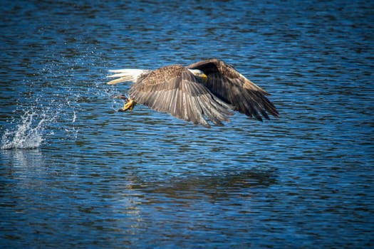 A majestic bald eagle makes a splash after catching a fish in the calm blue water of Coeur d'Alene, Lake in Idaho.