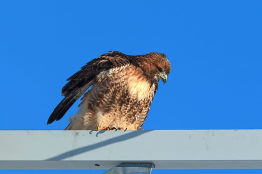A red-tailed hawks gets ready to take flight from a metal post against a blue sky on the Rathdrum Prairie in north Idaho.