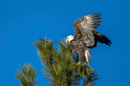 A bald eagle at the top of a tree spreads its wings near Coeur d'Alene, Idaho.