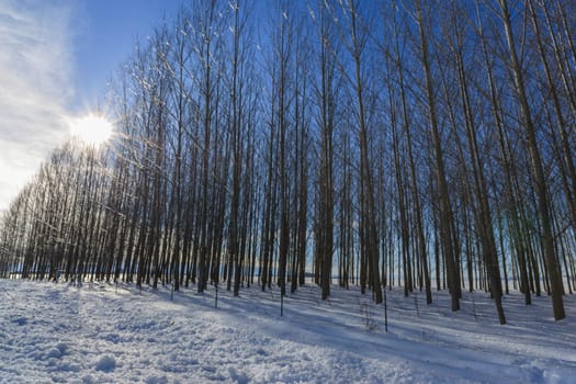 The sun shines through the trees in winter on the Rathdrum Prairie near Coeur d'Alene, Idaho.