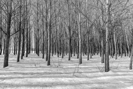 A black and white image of rows of barren trees in winter near Coeur d'Alene, Idaho.