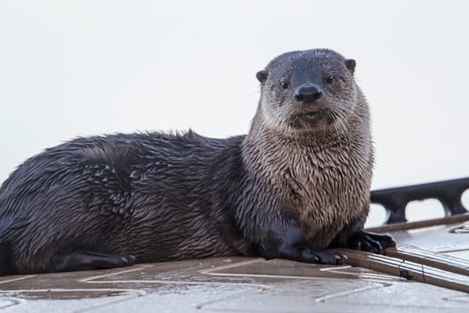 A close up of a cute otter on a dock at Hauser Lake, Idaho