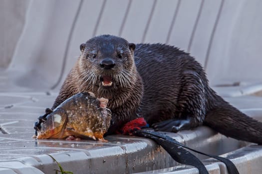 A cute otter on a dock is busy eating an old fish at Hauser Lake, Idaho.