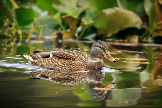 A female mallard swims in a small pond at Cannon Hill Park in Spokane, Washington.