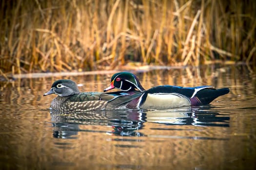A wood duck couple swims together in the small pond at Cannon Hill Park in Spokane, Washington.