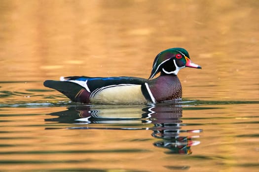 A male wood duck swims in the calm pond at Cannon Hill Park in Spokane, Washington.