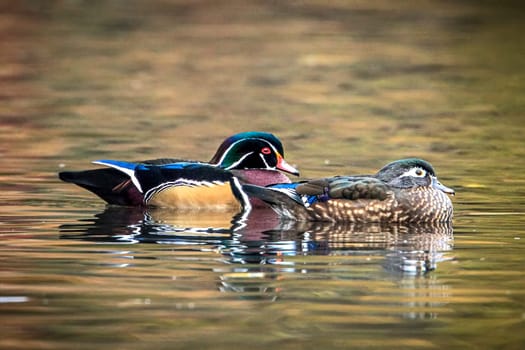 A wood duck couple swims together in the small pond at Cannon Hill Park in Spokane, Washington.