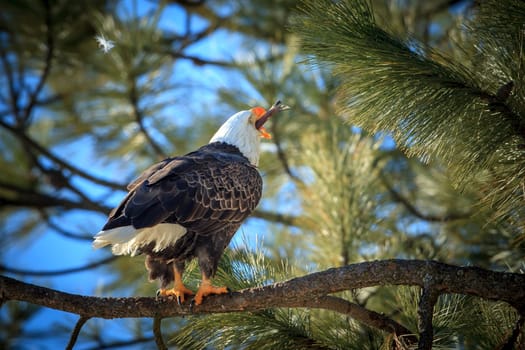 A bald eagle swallows a fish while perched on a branch near Coeur d'Alene, Idaho.