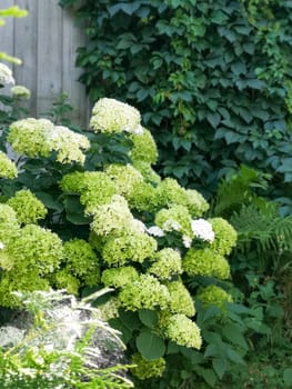 Hydrangea bushes bloom in a lush garden. Concept of the beauty of nature. Mobile gadget photo.