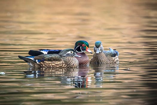 A male wood duck among two females at Cannon Hill Park in Spokane, Washington.