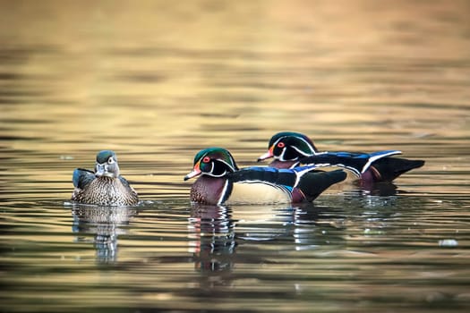 Two male wood ducks compete for a female at Cannon Hill Park in Spokane, Washington.