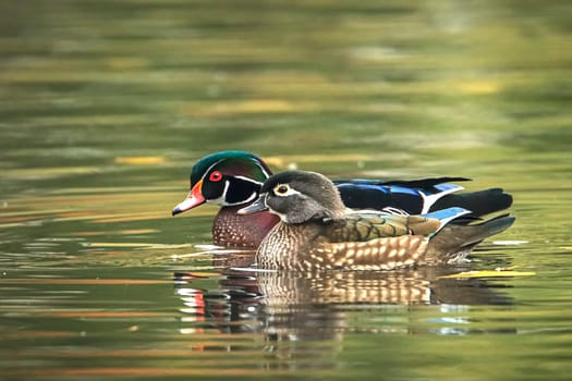 A wood duck couple swims together in the small pond at Cannon Hill Park in Spokane, Washington.