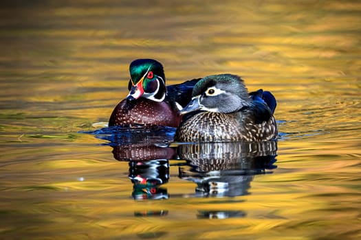 A wood duck couple swims together in the small pond at Cannon Hill Park in Spokane, Washington.