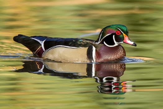 A male wood duck swims in the calm pond at Cannon Hill Park in Spokane, Washington.