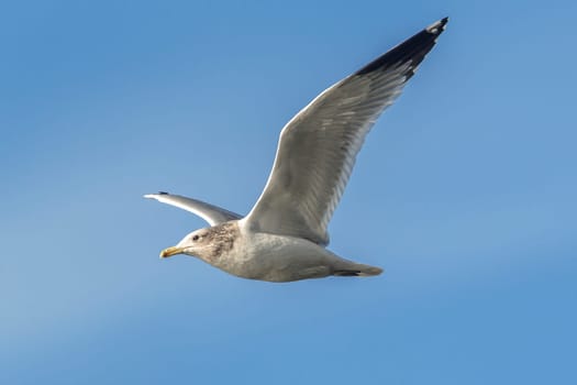 A herring gull soars up in the sky near Coeur d'Alene, Idaho.