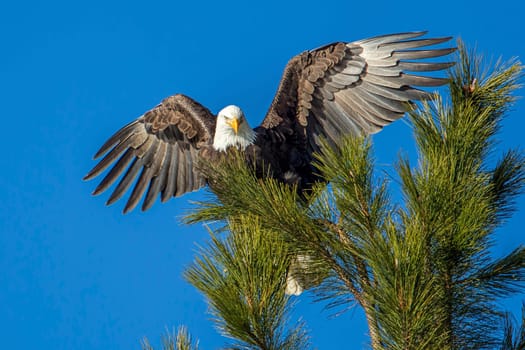 A bald eagle at the top of a tree spreads its wings near Coeur d'Alene, Idaho.