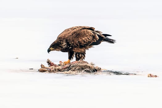 A beautiful red shouldered hawk is eating from a dead animal on the froze Hauser Lake in Idaho.