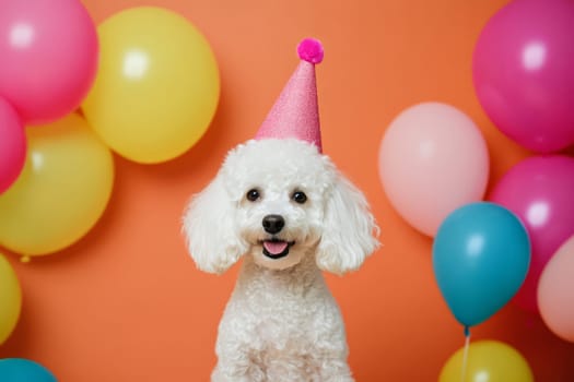 White poodle in a cap and with colored balls Birthday