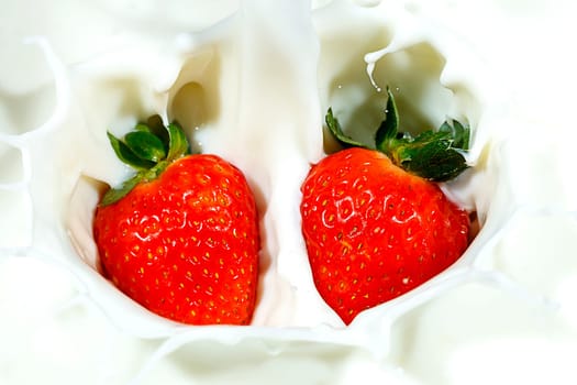 Two ripe red strawberries are dropped into milk and make a nice splash.
