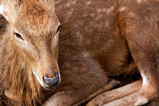 Portrait of a young deer lying in the sand, Thailand.