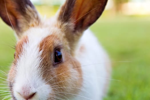 Close-up of cute bunny rabbit on the grass