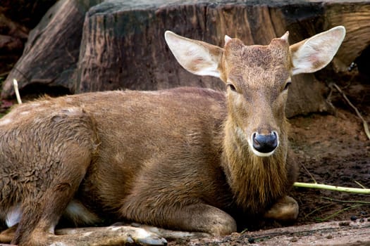 Portrait of a young deer lying in the sand, Thailand.
