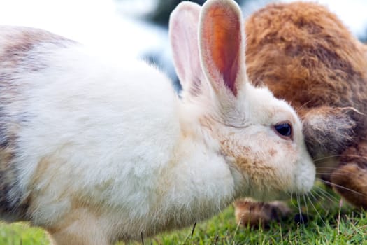 Close-up of cute bunny rabbit on the grass