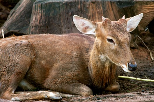 Portrait of a young deer lying in the sand, Thailand.