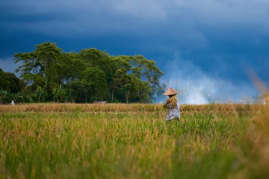 Harvest season in a rice field. An Asian farmer carries a bag of mowed rice on his head