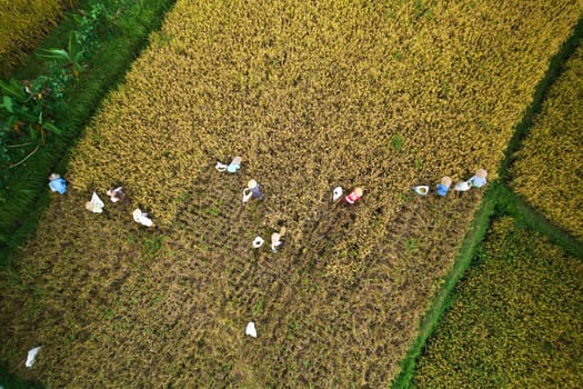 Photo from the drone flying over a rice field at harvest time. A group of people are mowing rice with sickles and putting it into bags