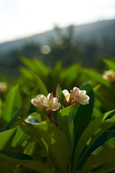 Asian flowering frangipani tree against the sunset. Close-up of a branch with fragile white and yellow plumeria flowers